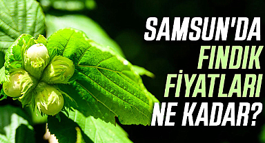 Samsun'da fındık fiyatları ne kadar? İşte 19 Nisan Cuma fındık fiyatları