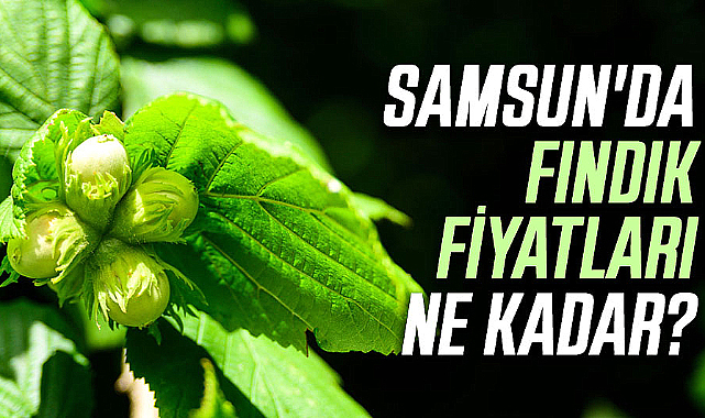 Samsun'da fındık fiyatları ne kadar? İşte 19 Nisan Cuma fındık fiyatları