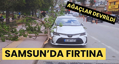 Samsun'da fırtına ağaçlar devrildi