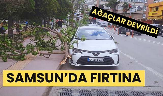 Samsun'da fırtına ağaçlar devrildi