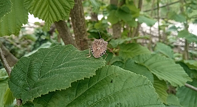 Samsun'da kahverengi kokarca böceği uyarısı