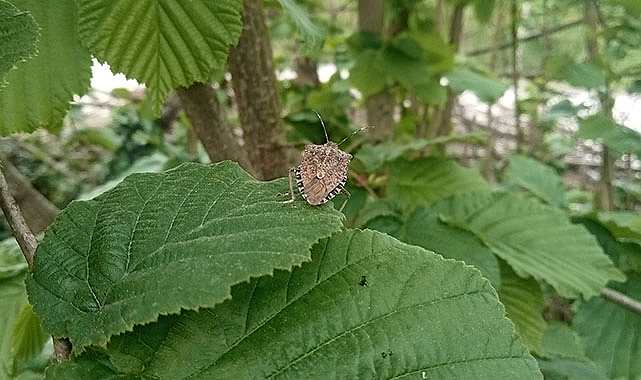 Samsun'da kahverengi kokarca böceği uyarısı