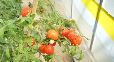 Samsun’da kuraklığa dayanıklı domatesler geliştiriyor