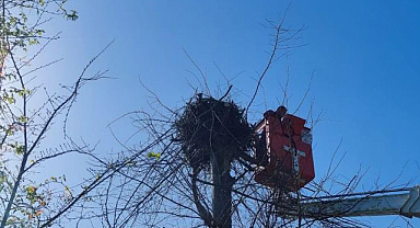 Samsun'da leylek için seferber oldular