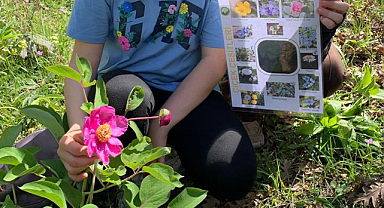 Samsun'da öğrenciler koruma altındaki şakayık çiçeğini keşfetti