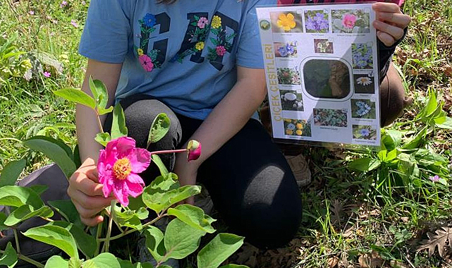 Samsun'da öğrenciler koruma altındaki şakayık çiçeğini keşfetti