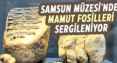 Samsun Müzesi'nde mamut fosilleri sergileniyor