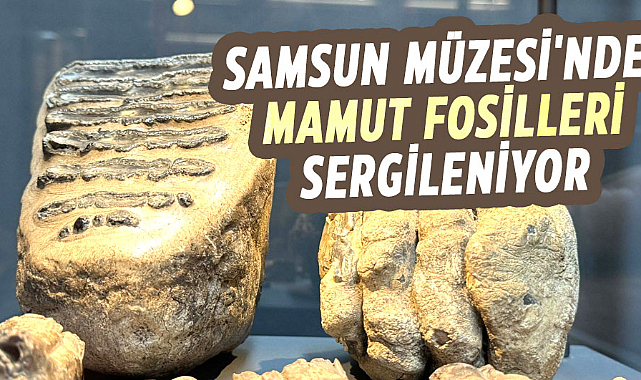 Samsun Müzesi'nde mamut fosilleri sergileniyor