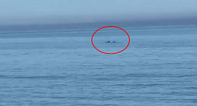 Samsun sahilinde yüzen yunuslar görüldü