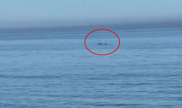 Samsun sahilinde yüzen yunuslar görüldü