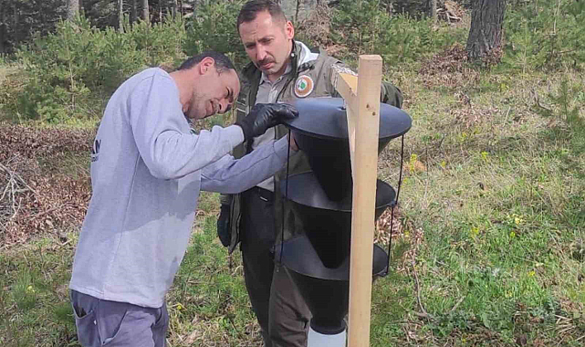 Samsun'da çam zararlılarına karşı biyoteknik mücadele