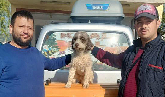 Samsunlu vatandaşın Trüf mantarı avcısı köpeği ‘Radar’ bulundu