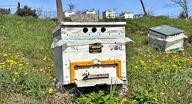 Tarım için bal arıları kritik rol oynuyor