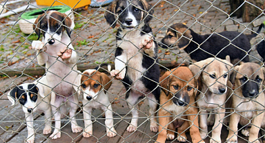 Türkiye'de sahipsiz hayvan sayısı alarm veriyor!