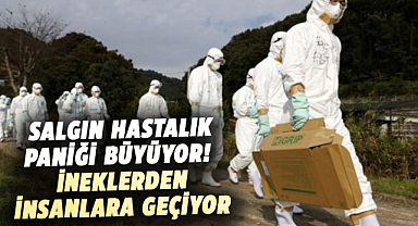 Yeni salgın korkusu: İneklerden insanlara geçiyor