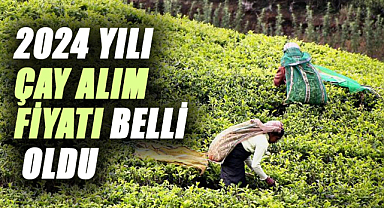 2024 yılı yaş çay alım fiyatı belli oldu