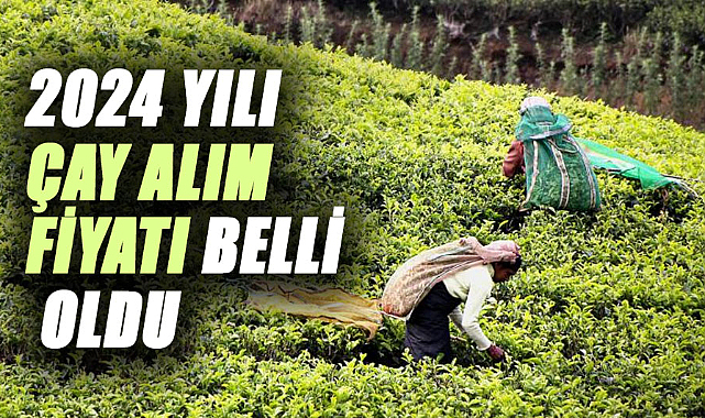 2024 yılı yaş çay alım fiyatı belli oldu