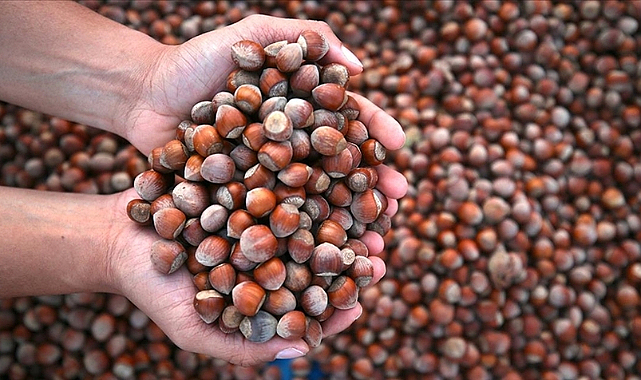 337 bin 301 ton fındık satıldı