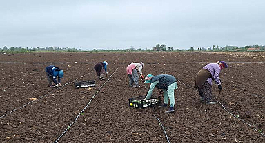 Bafra Ovası'nda karpuz fidelerinin dikimine başlandı