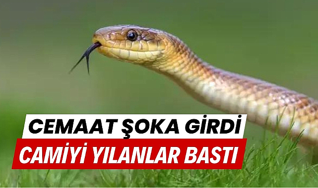 Camiyi yılanlar bastı