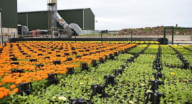 Çöpten üretilen çiçekler Samsun'u süslüyor