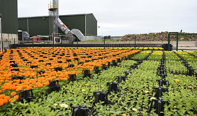 Çöpten üretilen çiçekler Samsun'u süslüyor