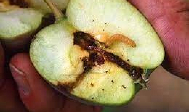 Elma iç kurdu bahçelerde yüzde 100'e kadar zarar verebiliyor