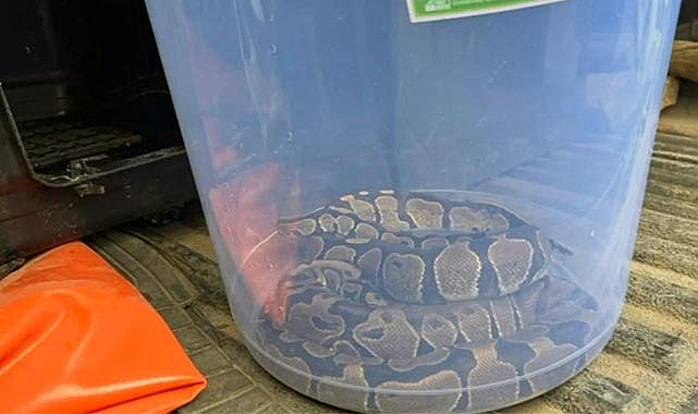 Evinde 2 kraliyet pitonu ele geçirildi