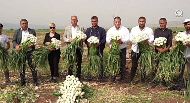 Gaziantep’in beyaz altını! Her derde deva