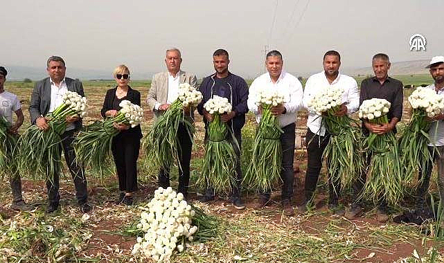 Gaziantep’in beyaz altını! Her derde deva