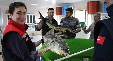 Havyarının kilosu 2 bin 500 dolardan satılıyor