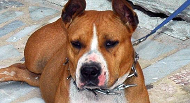 İzmir'de köpeğinin kediyi öldürmesine izin veren kişi gözaltında