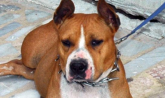 İzmir'de köpeğinin kediyi öldürmesine izin veren kişi gözaltında