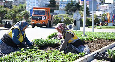 Kadife çiçekleri ile Samsun renkleniyor