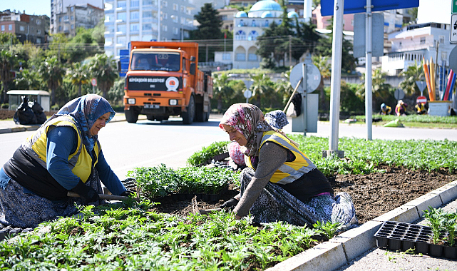 Kadife çiçekleri ile Samsun renkleniyor