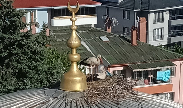 Kafasına poşet takılan leyleğe yardım ettiler