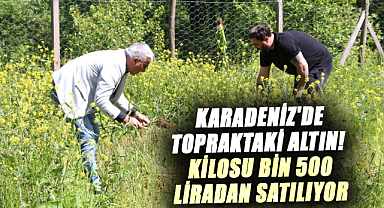 Karadeniz'de topraktaki altın! Kilosu bin 500 liradan satılıyor