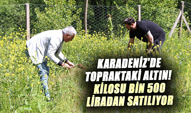 Karadeniz'de topraktaki altın! Kilosu bin 500 liradan satılıyor