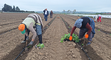 Kavunun maliyeti 10 lirayı geçecek!