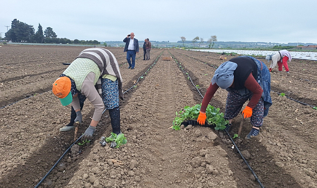 Kavunun maliyeti 10 lirayı geçecek!