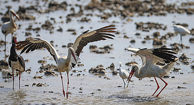 Kızılırmak Deltası çok sayıda canlı türünü ağırlıyor