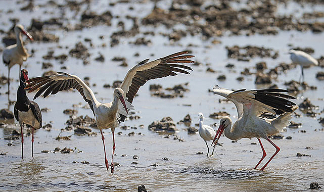 Kızılırmak Deltası çok sayıda canlı türünü ağırlıyor