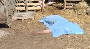 Koyun kırkarken canından oldu