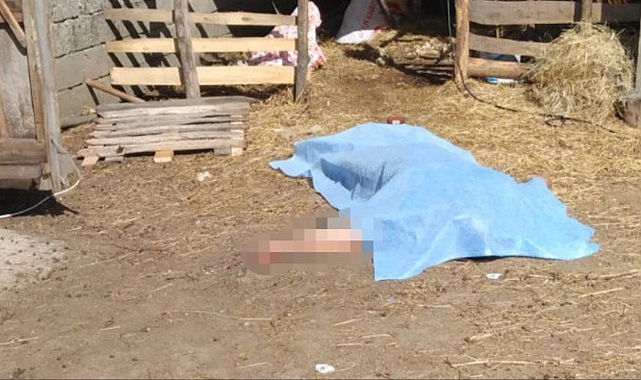 Koyun kırkarken canından oldu