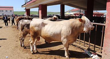 Kurban Bayramı öncesi uzmanından 'kene' uyarısı