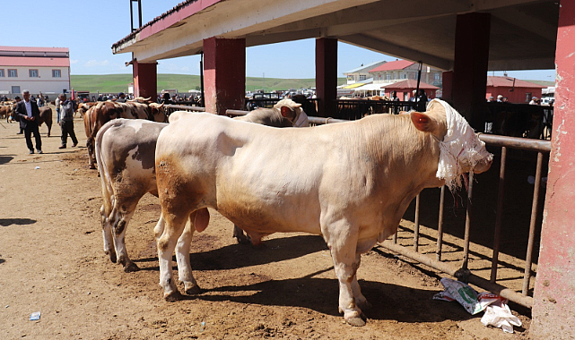 Kurban Bayramı öncesi uzmanından 'kene' uyarısı
