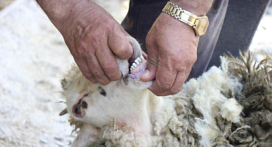 Kurbanlık alırken bunlara dikkat!