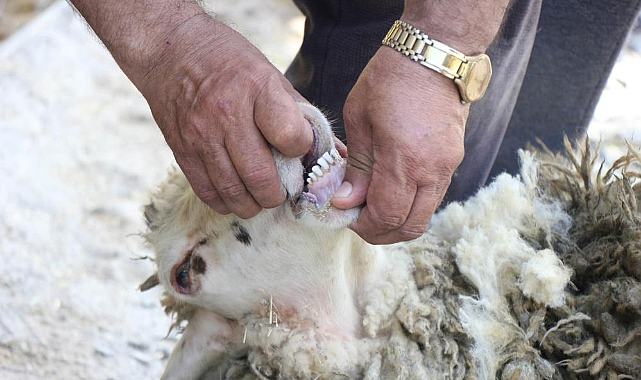 Kurbanlık alırken bunlara dikkat!