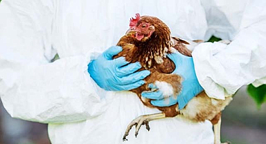 Kuş gribinin ilk kez bir insana bulaştığı duyuruldu