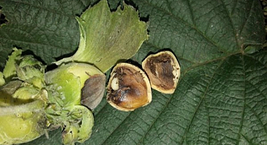 Meyve düşmanı fındık kurtları 200 meyveye zarar veriyor